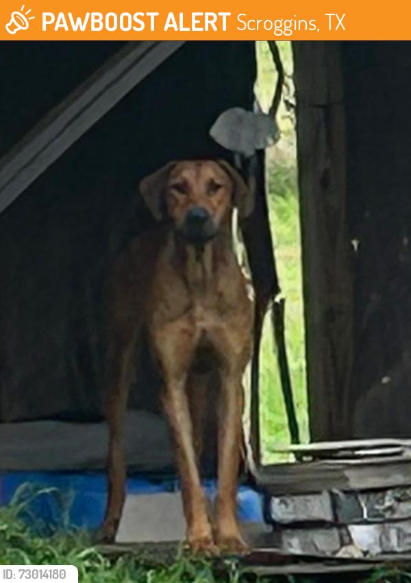 Found/Stray Male Dog last seen FM 115 & CR 4370, Scroggins, TX 75480