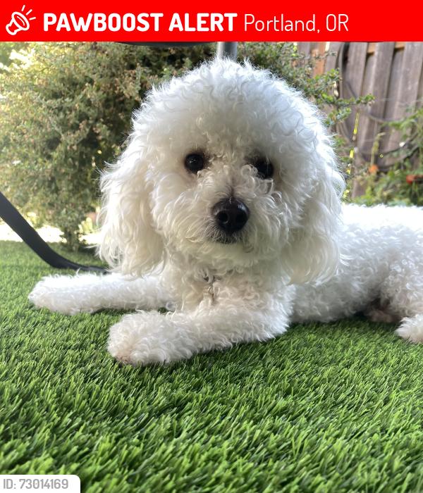 Lost Male Dog last seen 113th Holgate , Portland, OR 97206
