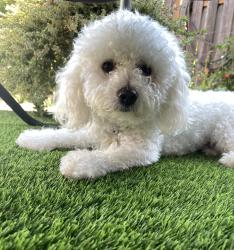 Lost Male Dog last seen 113th Holgate , Portland, OR 97206