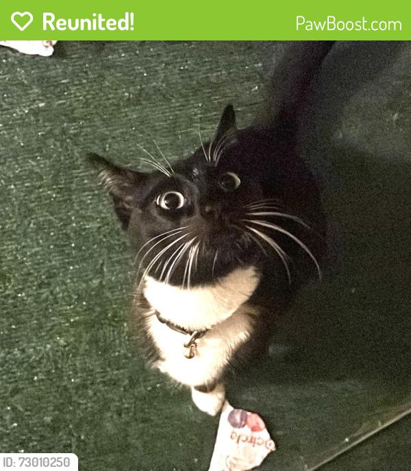 Reunited Female Cat last seen Ida Price Charter Middle School, San Jose, CA 95124