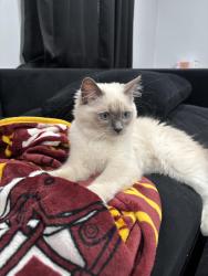 Lost  Cat last seen Idlewild Dr, Bowie, MD 20715, USA, Bowie, MD 20715