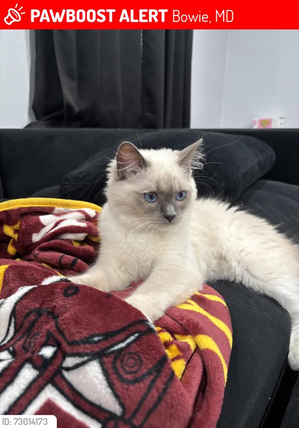 Lost  Cat last seen Idlewild Dr, Bowie, MD 20715, USA, Bowie, MD 20715