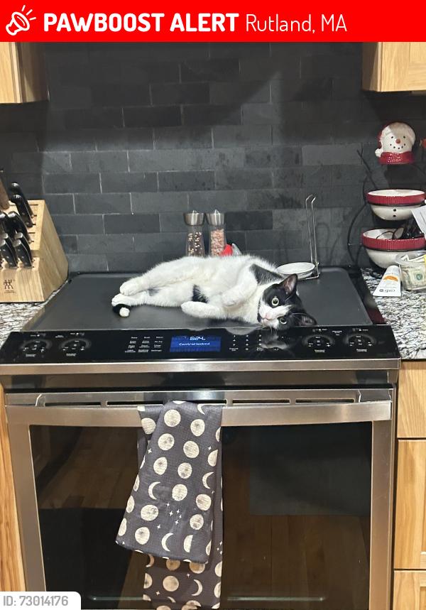 Lost Female Cat last seen Near Cheryl Ann dr Rutland ma 01543, Rutland, MA 01543