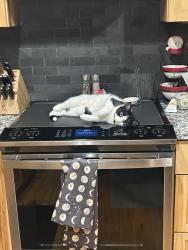 Lost Female Cat last seen Near Cheryl Ann dr Rutland ma 01543, Rutland, MA 01543
