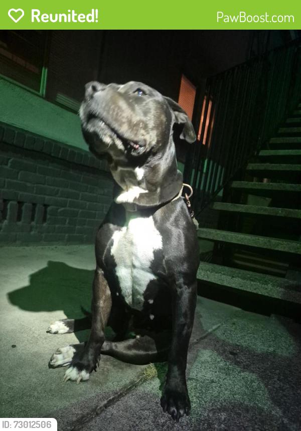 Reunited Female Dog last seen Bohemian park sacramento on wright, Arden-Arcade, CA 95821