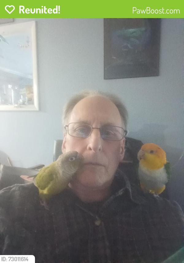Reunited Female Bird last seen Near Brownsville Road, Trevose-Feasterville, Actually On Boston Ave near Brownsville Road., Feasterville-Trevose, PA 19053
