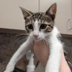 Shelter Stray Male Cat last seen , 3100 Deats Rd, Dickinson, TX 77539, USA