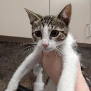 Shelter Stray Male Cat last seen , 3100 Deats Rd, Dickinson, TX 77539, USA