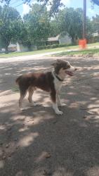 Found/Stray Male Dog last seen Meadowbrook Drive , Fort Worth, TX 75062