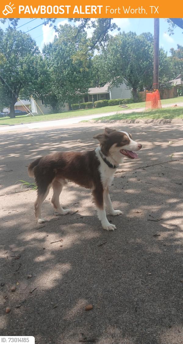 Found/Stray Male Dog last seen Meadowbrook Drive , Fort Worth, TX 75062