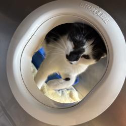 Shelter Stray Female Cat last seen , 54687 Co Rd 19, Bristol, IN 46507, USA