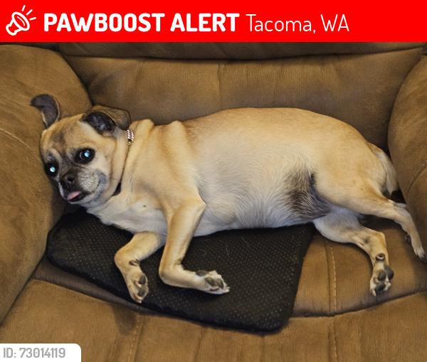 Lost Female Dog last seen E 53rd street and McKinley Ave, Tacoma, WA 98404