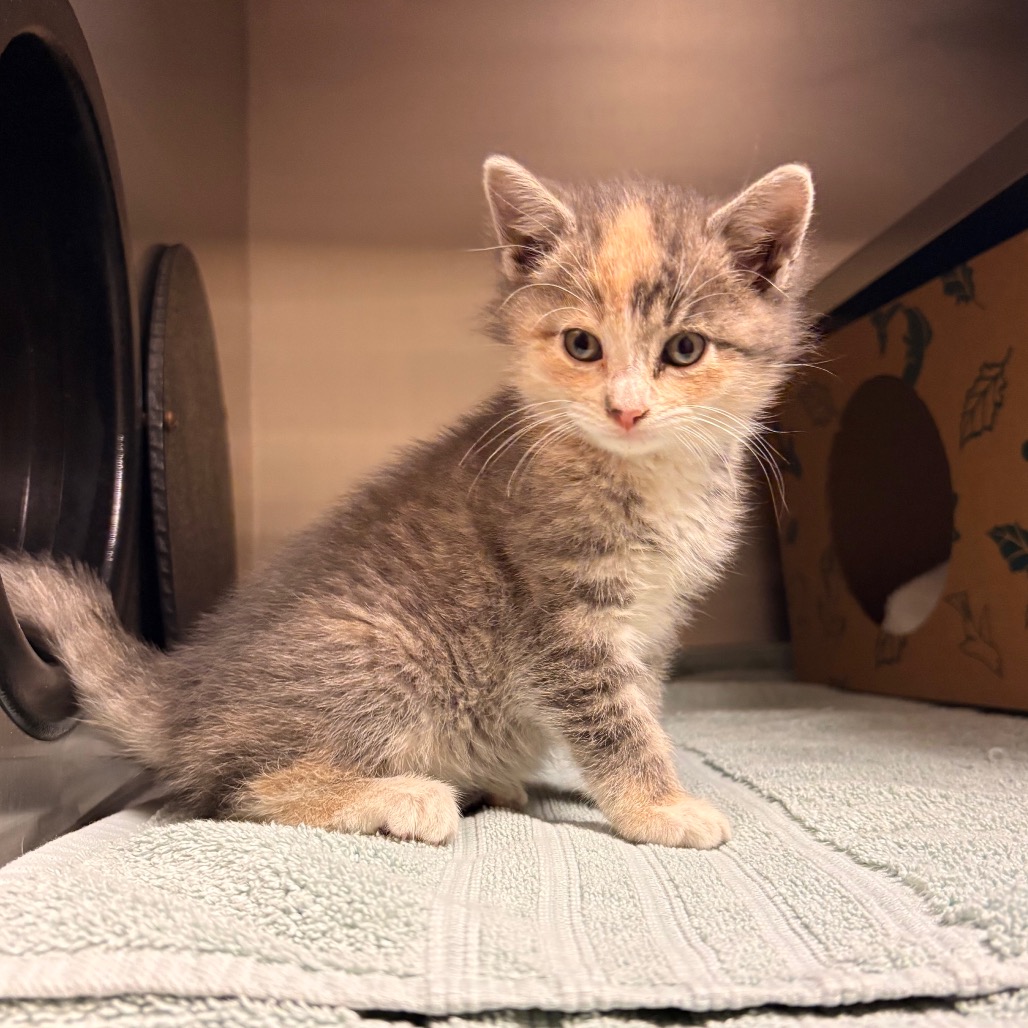 Shelter Stray Female Cat last seen , 54687 Co Rd 19, Bristol, IN 46507, USA