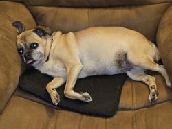 Lost Female Dog last seen E 53rd street and McKinley Ave, Tacoma, WA 98404