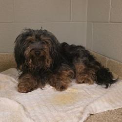 Shelter Stray Male Dog last seen , 54687 Co Rd 19, Bristol, IN 46507, USA