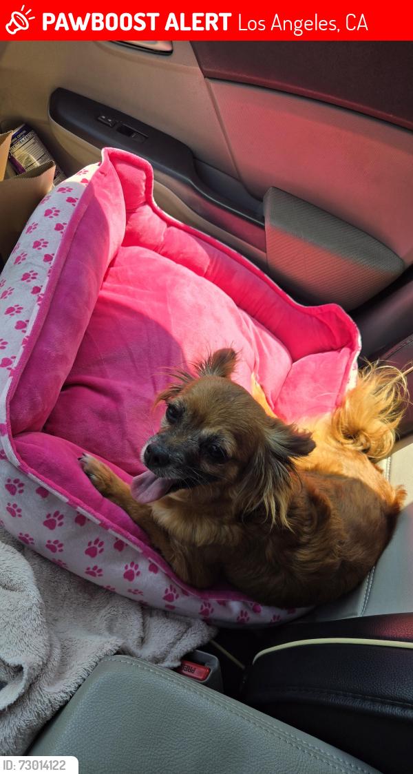 Lost Female Dog last seen Pierce and Sharp, Los Angeles, CA 91331