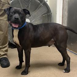 Shelter Stray Male Dog last seen , 4500 N Access Rd, Chattanooga, TN 37415, USA