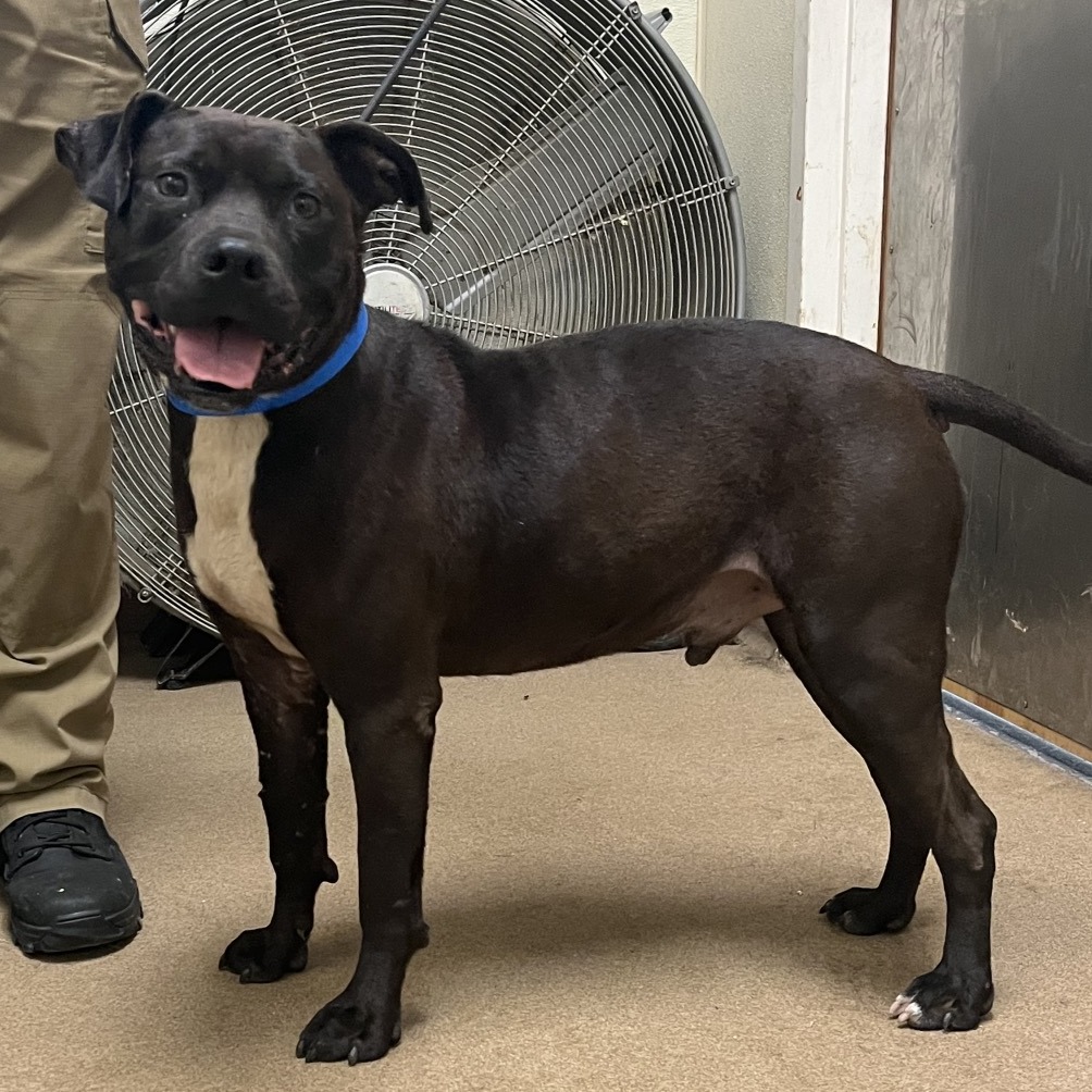 Shelter Stray Male Dog last seen , 4500 N Access Rd, Chattanooga, TN 37415, USA
