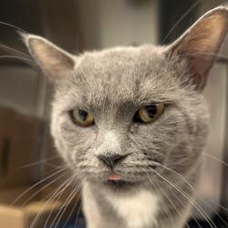 Shelter Stray Male Cat last seen , Animal Care & Control Team of Philly, 111 W Hunting Park Ave, Philadelphia, PA 19140, USA