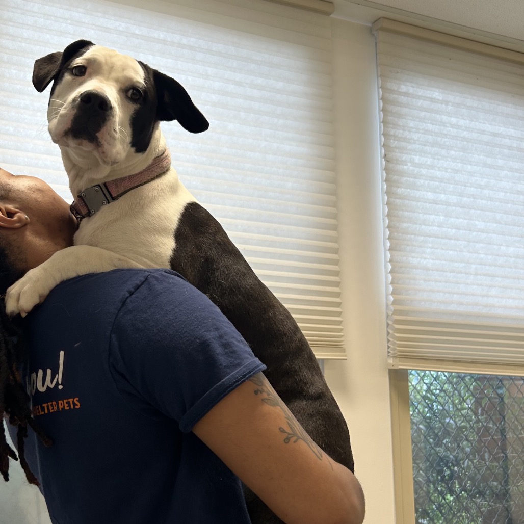 Shelter Stray Female Dog last seen , Animal Care & Control Team of Philly, 111 W Hunting Park Ave, Philadelphia, PA 19140, USA