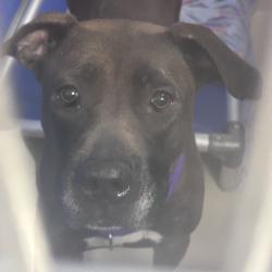 Shelter Stray Female Dog last seen , Animal Care & Control Team of Philly, 111 W Hunting Park Ave, Philadelphia, PA 19140, USA