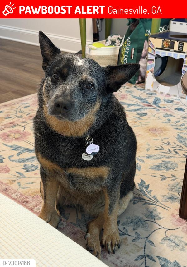 Lost Female Dog last seen Near old Thompson bridge rd Gainesville ga 30501, Gainesville, GA 30501