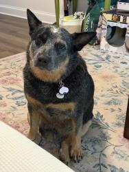 Lost Female Dog last seen Near old Thompson bridge rd Gainesville ga 30501, Gainesville, GA 30501