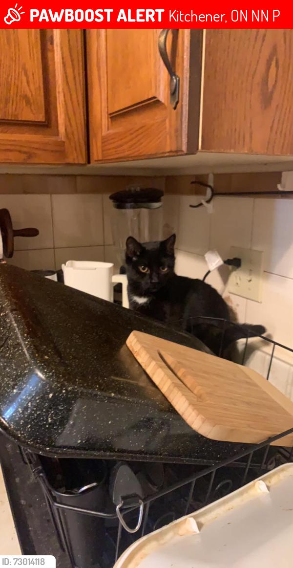 Lost Female Cat last seen Blackwell Drive and Westheights Kitchener , Kitchener, ON N2N 2P9