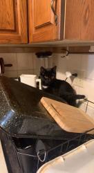Lost Female Cat last seen Blackwell Drive and Westheights Kitchener , Kitchener, ON N2N 2P9