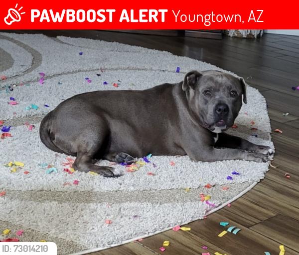 Lost Male Dog last seen W Greer and 112th , Youngtown, AZ 85363