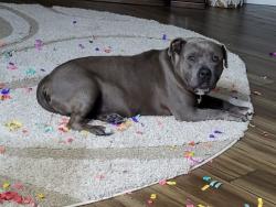 Lost Male Dog last seen W Greer and 112th , Youngtown, AZ 85363