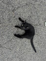Found/Stray Female Cat last seen Summers Bend apmts and Wedgewood Professional Building, Seguin, TX 78155