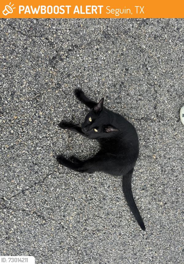 Found/Stray Female Cat last seen Summers Bend apmts and Wedgewood Professional Building, Seguin, TX 78155