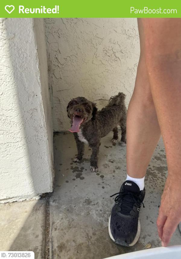 Reunited Female Dog last seen Desert Shores , Las Vegas, NV 89128