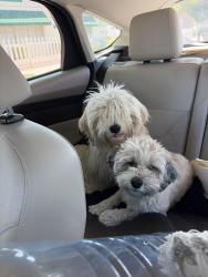 Found/Stray Female Dog last seen Mountain View & 59th Ave, Glendale, AZ 85302