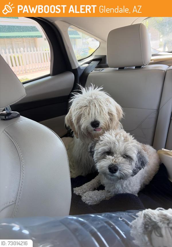 Found/Stray Female Dog last seen Mountain View & 59th Ave, Glendale, AZ 85302