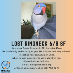 Lost Male Bird last seen Geary and Jones, SF, San Francisco, CA 94102