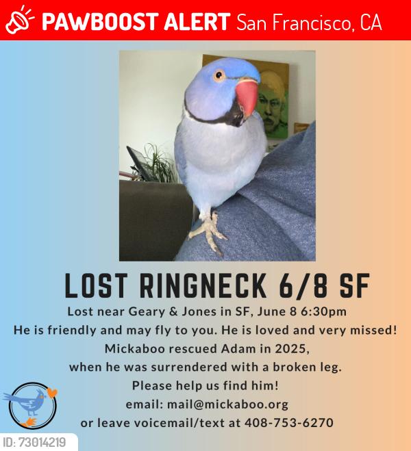Lost Male Bird last seen Geary and Jones, SF, San Francisco, CA 94102