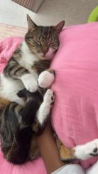 Reunited Male Cat last seen Lochaven Dr, Newport News, VA 23602