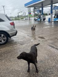 Found/Stray Female Dog last seen Valero Gas station, Driscoll, TX 78351