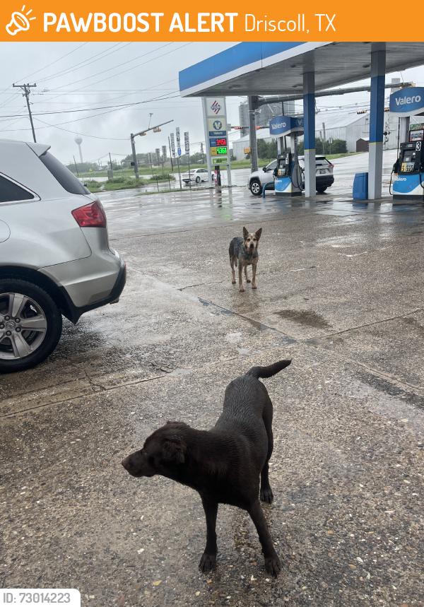 Found/Stray Female Dog last seen Valero Gas station, Driscoll, TX 78351
