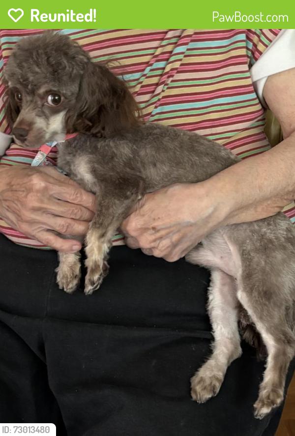 Reunited Male Dog last seen Beacon Hill dr, New Port Richey, FL 34652