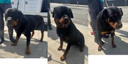 Found/Stray Unknown Dog last seen Near block of 185th St, Redondo Beach, CA 90278