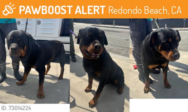 Found/Stray Unknown Dog last seen Near block of 185th St, Redondo Beach, CA 90278