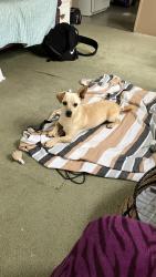 Found/Stray Male Dog last seen Fire dept, Racine Rd, NC 27317