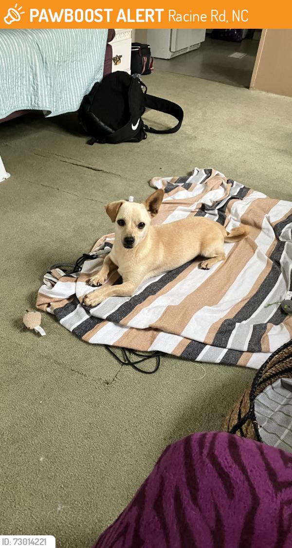 Found/Stray Male Dog last seen Fire dept, Racine Rd, NC 27317