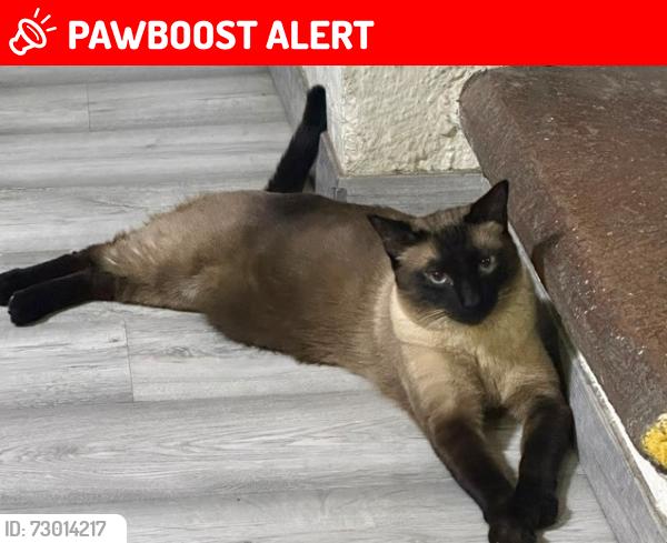 Lost Male Cat last seen Plaza Del Carmen, Plaza San Juan Bautista, Santiago de Querétaro, Qro. 76099