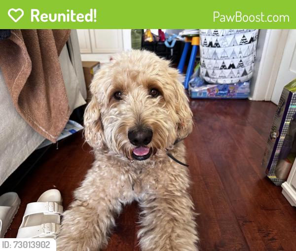 Reunited Male Dog last seen Guy Emmanuel Elementary , Union City, CA 94587