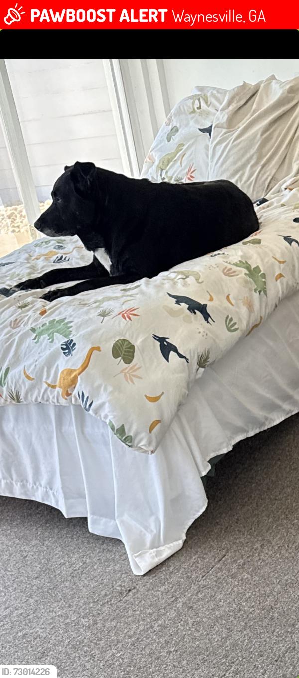 Lost Female Dog last seen Waynesville, GA, Waynesville, GA 31566
