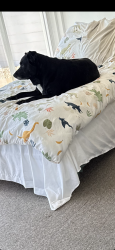 Lost Female Dog last seen Waynesville, GA, Waynesville, GA 31566